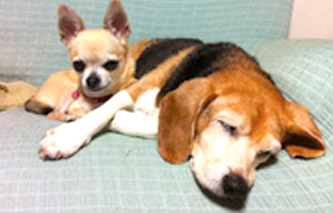 犬